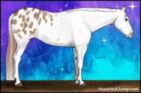 Horse Color:Bay Dun Appaloosa 