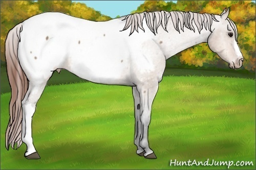 Horse Color:Bay Dun Appaloosa 