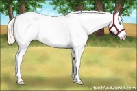 Horse Color:Perlino Appaloosa