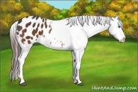 Horse Color:Bay Splash Blanket 