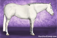 Horse Color:Cremello Dun Splash  Brindle
