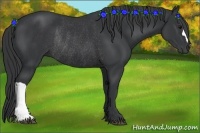Horse Color:Black Rabicano 