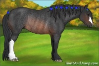 Horse Color:Brown Rabicano