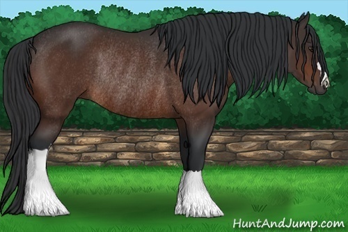 Horse Color: Brown Rabicano 