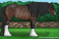 Horse Color:Brown Rabicano 