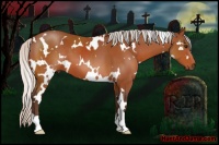 Horse Color:White Spotted Silver Bay 