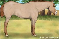 Horse Color:Red Dun Roan 