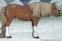 Horse Color:Chestnut 