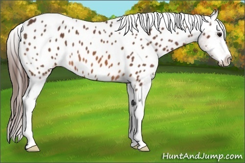 Horse Color:Bay Appaloosa 