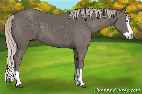 Horse Color: Silver Black Splash 