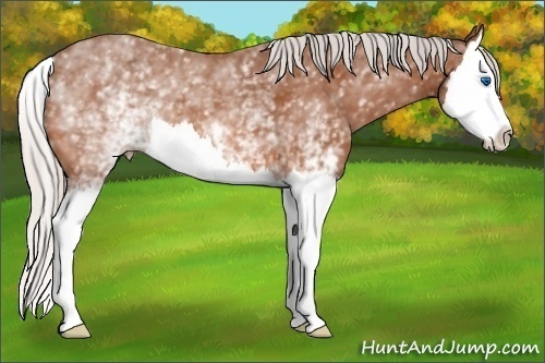 Horse Color: White Spotted Silver Bay Splash 