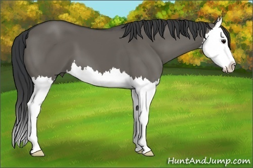 Horse Color: Grullo Splash 