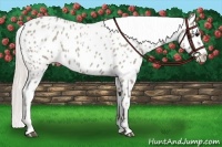 Horse Color:Silver Grullo Roan Near Leopard 