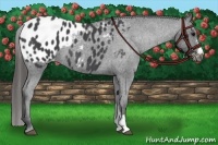 Horse Color:Blue Roan Appaloosa