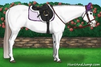 Horse Color:Grullo Roan Appaloosa 