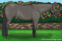 Horse Color:Grullo 