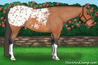 Horse Color:Bay Appaloosa