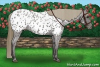 Horse Color:Smoky Blue Roan Near Leopard 