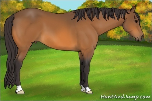 Horse Color:Buckskin 