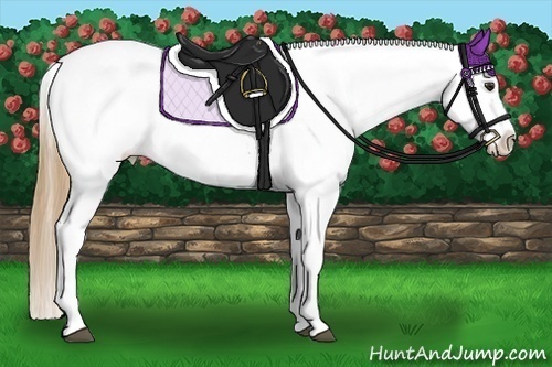 Horse Color: Red Dun Tobiano Blanket 