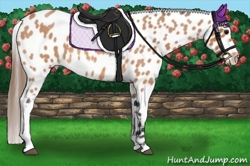 Horse Color: Bay Roan Near Leopard 