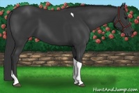 Horse Color:Black Tobiano 