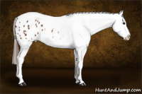 Horse Color:Bay Tobiano Appaloosa 