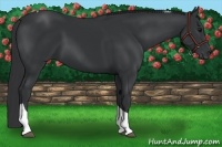Horse Color:Black Tobiano 