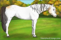 Horse Color:White Spotted Buckskin Dun 