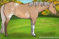 Horse Color:White Spotted Silver Bay Dun 