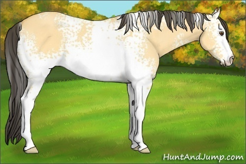 Horse Color: White Spotted Buckskin Dun 