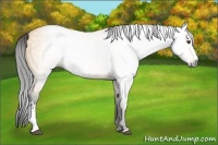 Horse Color:Gray White Spotted Buckskin Dun 