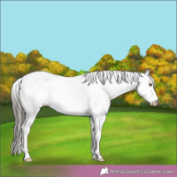 Horse Color:White Spotted Buckskin Dun 