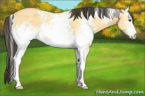 Horse Color: White Spotted Buckskin Dun 