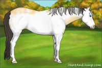 Horse Color:White Spotted Buckskin Dun Frame 