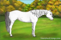 Horse Color:Bay Tobiano Fewspot 