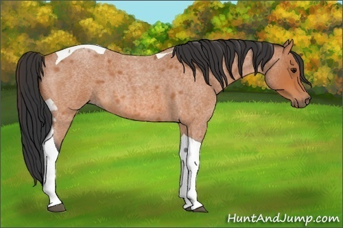 Horse Color: Bay Roan Tobiano 