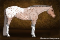 Horse Color:Bay Roan Tobiano Appaloosa