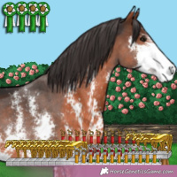 Horse Color:Brown Sabino 