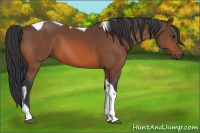 Horse Color:Bay Tobiano 