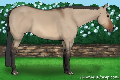 Horse Color:Bay Dun 