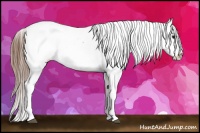 Horse Color:White Spotted Brown Appaloosa 