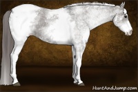 Horse Color:White Spotted Grullo Appaloosa 