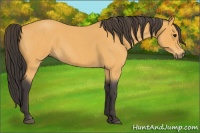Horse Color:Buckskin Roan 