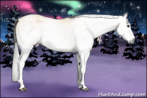 Horse Color:Gray White Spotted Buckskin Sabino