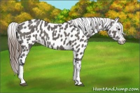 Horse Color:Grullo Near Leopard 