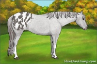 Horse Color:Grullo Appaloosa Rabicano