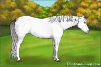 Horse Color:Gray White Spotted Bay Appaloosa 