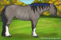 Horse Color:Grullo Rabicano 