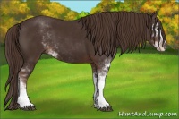 Horse Color:Liver Chestnut Sabino